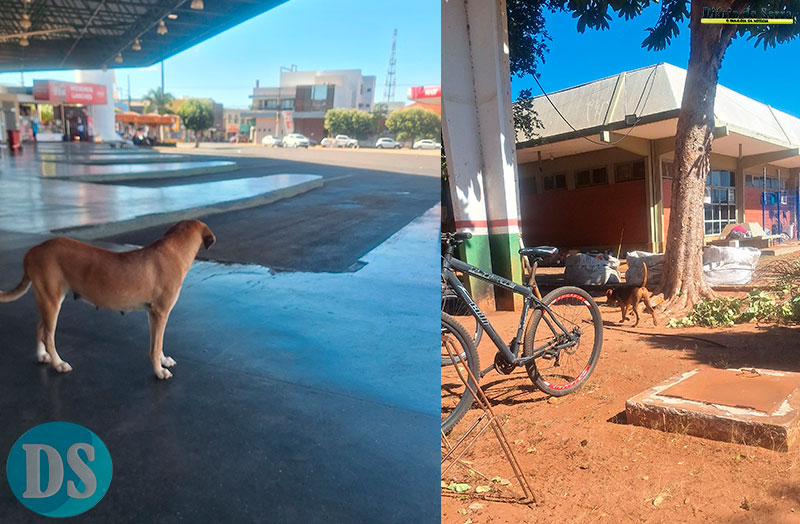 SAÚDE PÚBLICA – Falta de abrigo municipal agrava situação de abandono animal em Tangará da Serra
