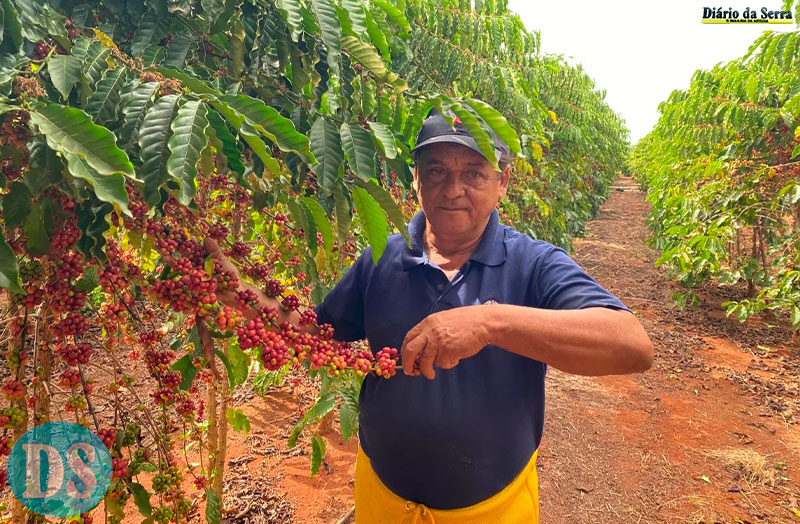 EM TANGARÁ DA SERRA - Projeto utiliza abelhas para aumentar em até 30% produtividade de cafezais