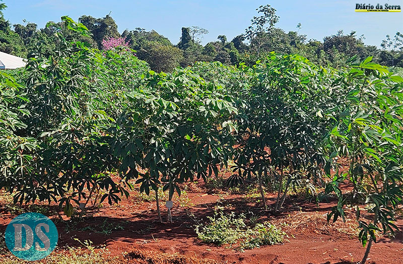 INOVAÇÃO NO CAMPO - MT investe em pesquisa com mandioca para fortalecer a agricultura familiar
