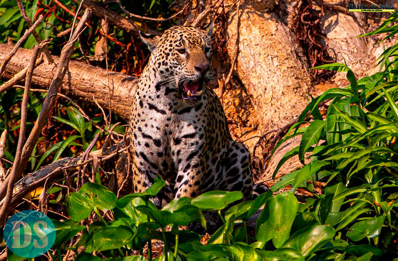 TURISMO - Conselho aprova campanha internacional para posicionar Pantanal como destino de safári