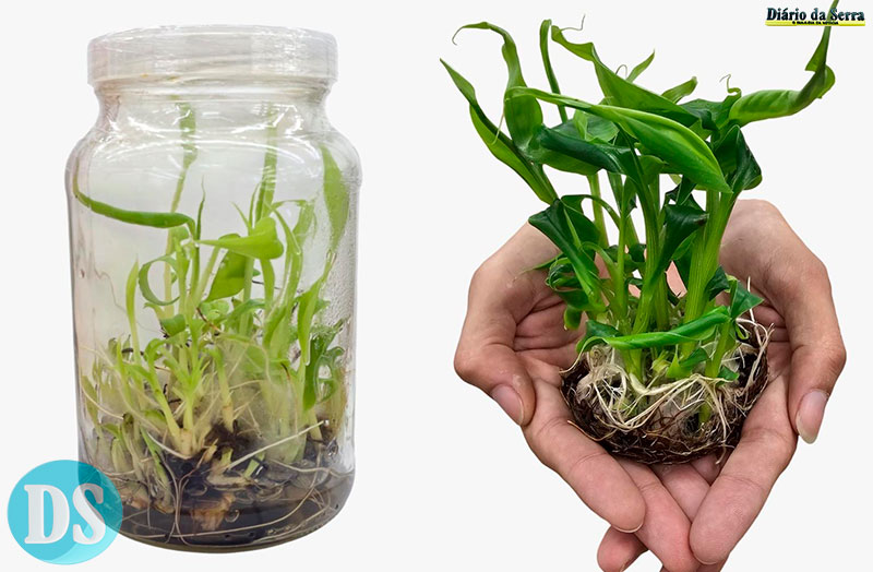 TECNOLOGIA NO CAMPO – Pesquisa desenvolve mudas de bananeiras com tecnologia in vitro para beneficiar pequenos produtores em MT