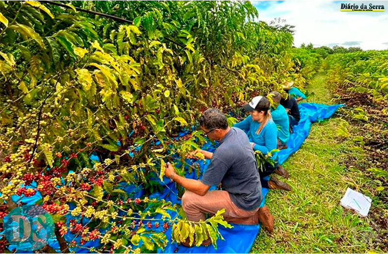 INCENTIVO AO CAMPO – Empaer distribuirá mudas de café para pequenos produtores rurais