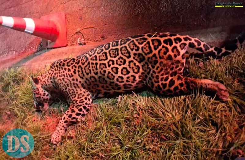 EM LUCAS DO RIO VERDE – Onça-pintada de 100 kg morre após ser atropelada na BR-163