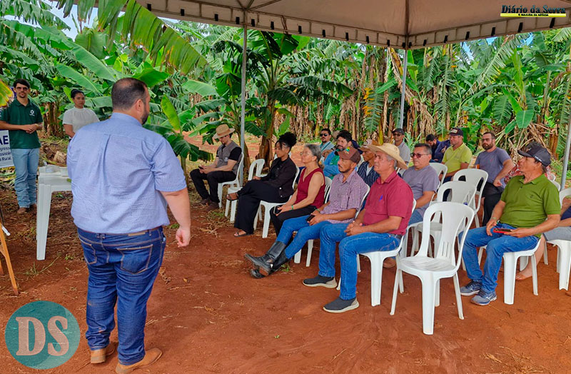 AGRICULTURA FAMILIAR – Dia de Campo da Empaer revela ciência, manejo e sabores da banana BRS Terra Anã