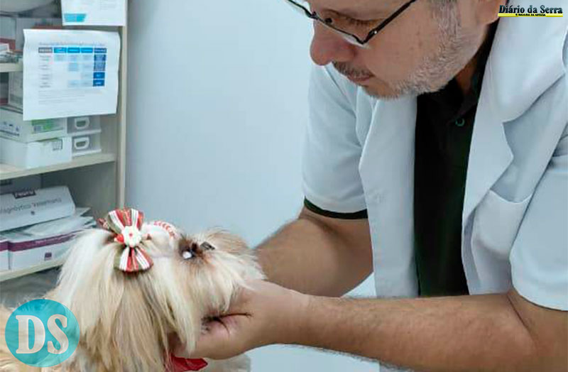 PROTEÇÃO E CUIDADO – Fogos de artifício colocam pets em risco nas festas de fim de ano