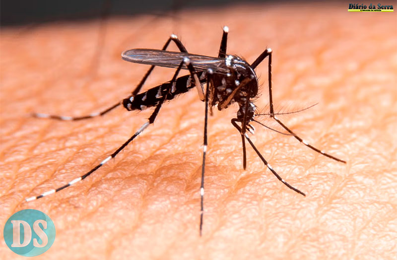 ARBOVIROSES – Caso de dengue grave em Tangará da Serra acende alerta: “não é brincadeira”