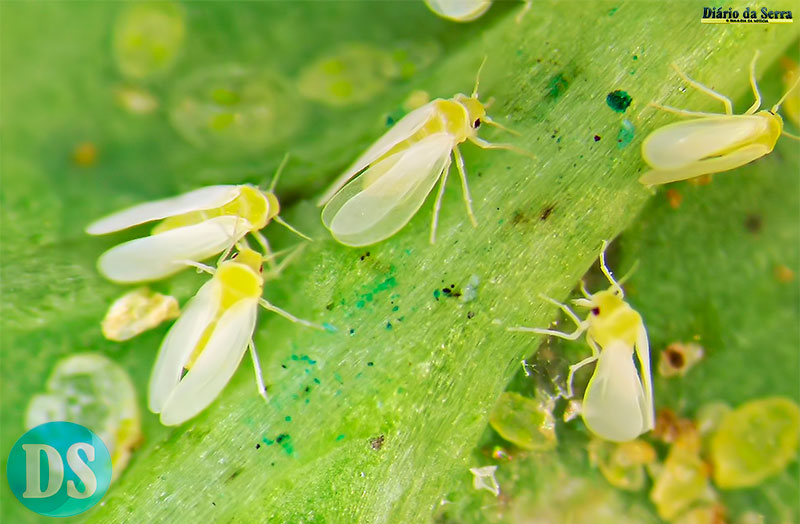 MEIO AMBIENTE – Infestação de mosca-branca em Tangará e região transforma rotina urbana em desafio