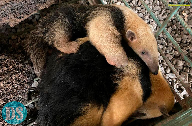 Resgatados pela Sema, mãe e filhote de tamanduá-mirim retornam à natureza
