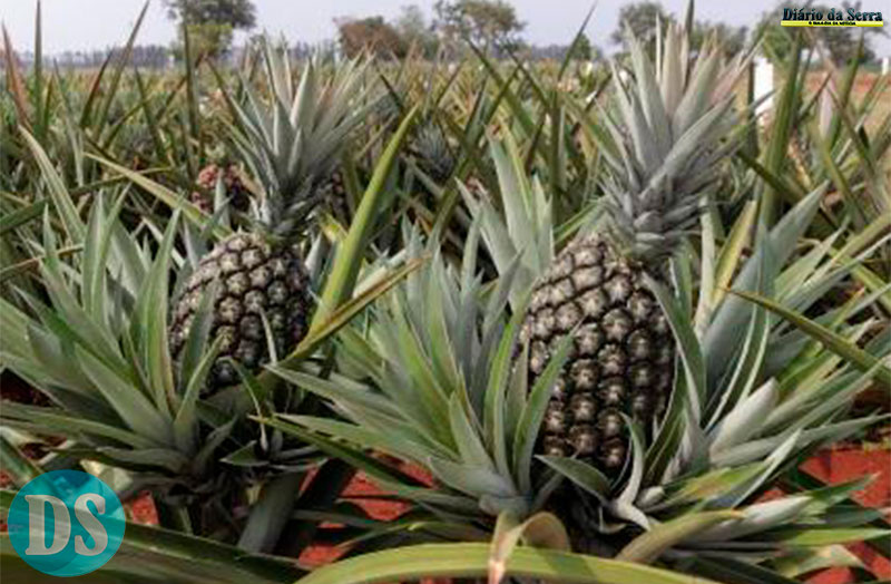 MELHORAMENTO GENÉTICO – Pesquisadores desenvolvem cultivares de abacaxis com foco em resistência às doenças, melhor manejo e produtividade