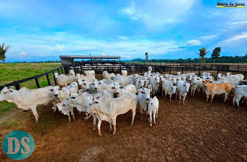 MATO GROSSO – Campanha de atualização de estoque de rebanhos vai até 10 de junho