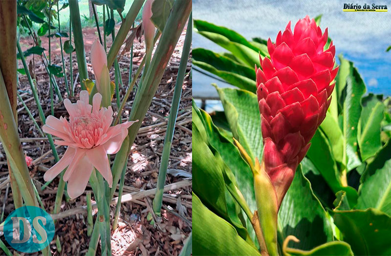 TANGARÁ DA SERRA – Projeto da Unemat incentiva floricultura como alternativa de renda para agricultura familiar