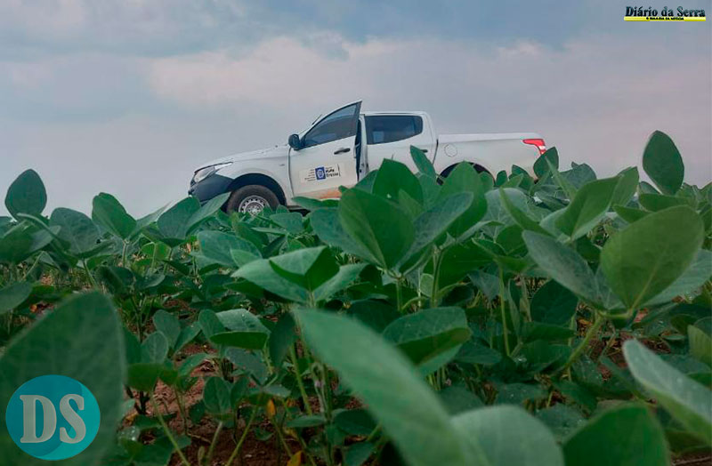 Vazio sanitário da soja já está em vigência em Mato Grosso