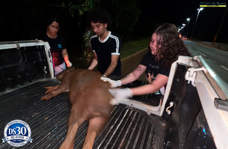 MEIO AMBIENTE - Capivara atropelada expõe passivo ambiental das estradas devido falta de ações de proteção à fauna