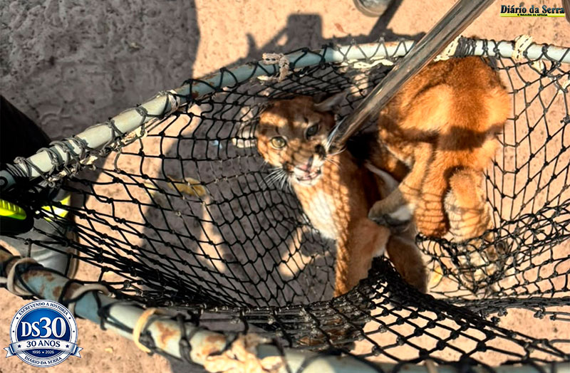 ANIMAL FERIDO - Corpo de Bombeiros resgata filhote de onça-parda ferida em Campo Novo do Parecis