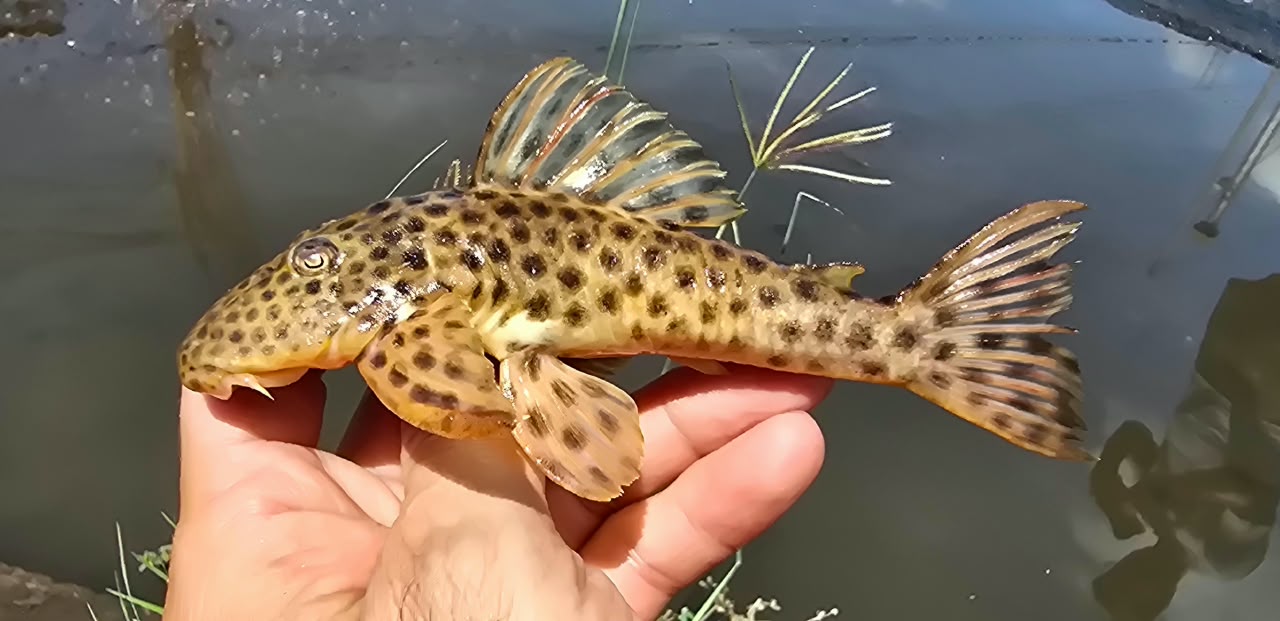 CIÊNCIA - Professor da Unemat participa de avaliação nacional sobre risco de extinção de peixes