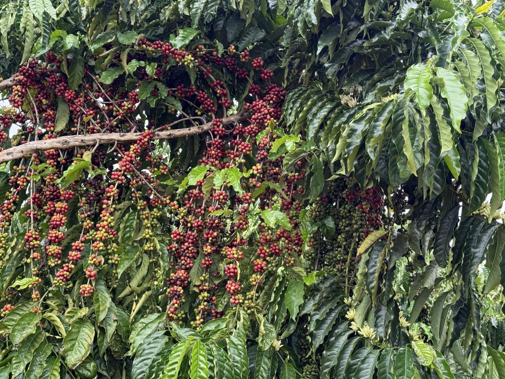 CAFÉ DE QUALIDADE - Juína recebe 1º Concurso de Qualidade de Café de Mato Grosso no dia 31 de outubro